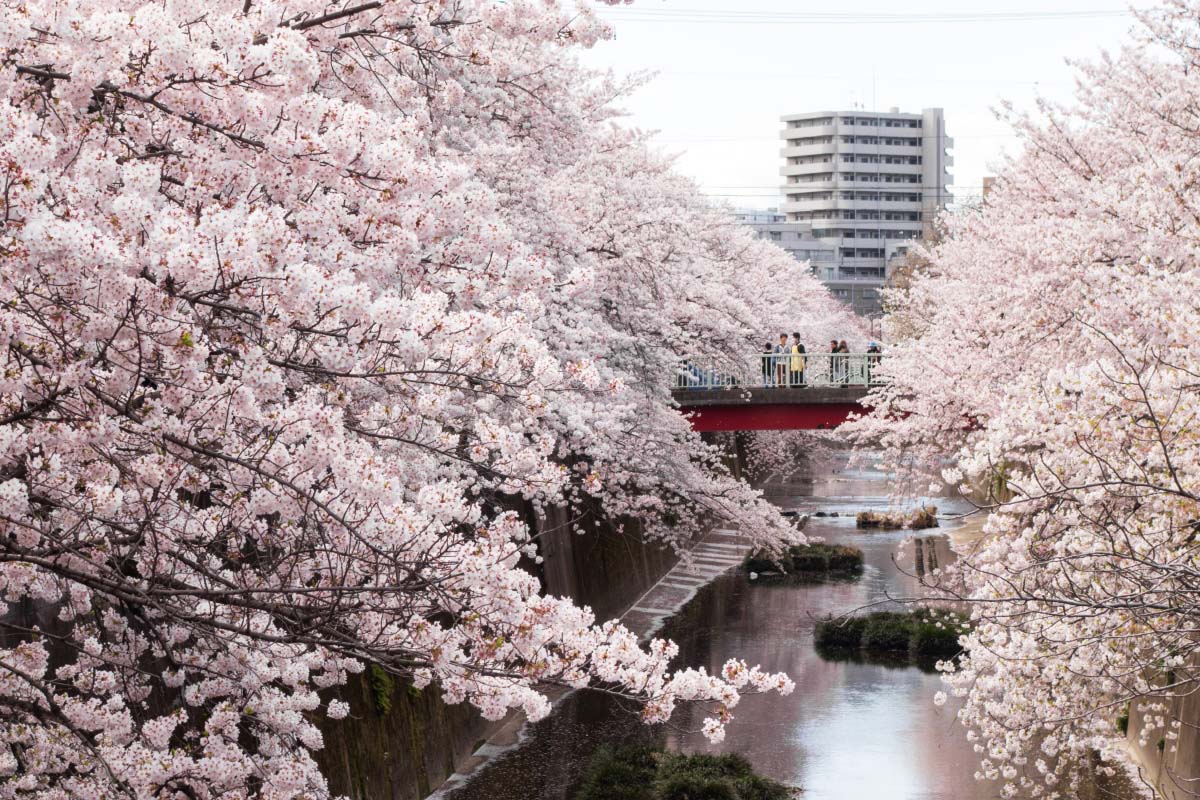 石神井川の桜並木