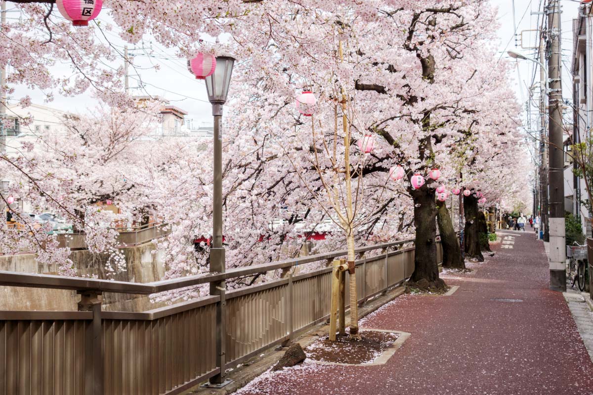 石神井川の桜並木