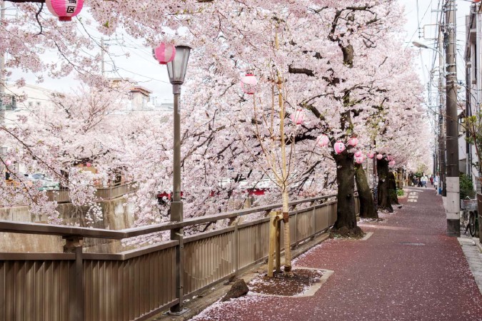 石神井川の桜並木