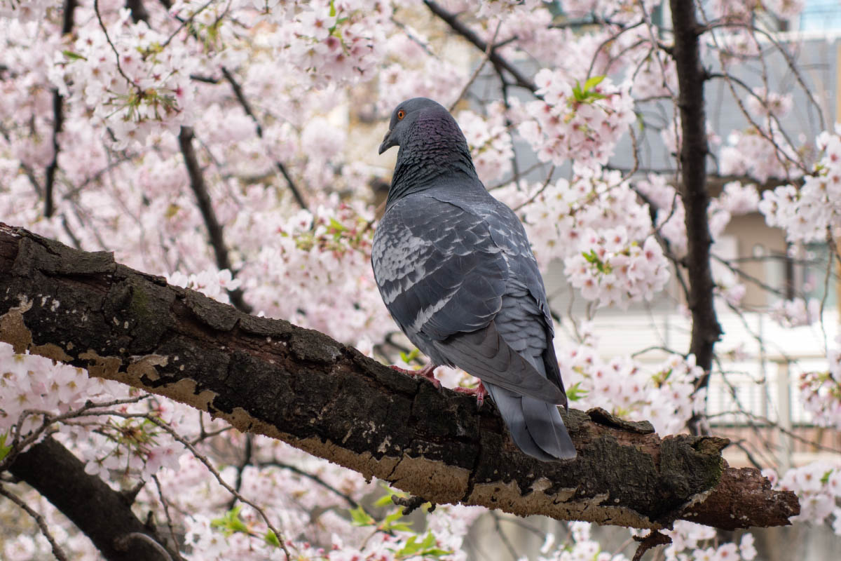石神井川の桜並木