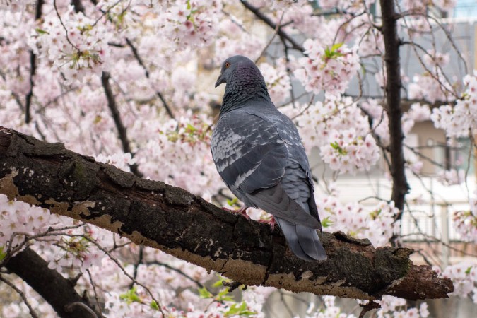 石神井川の桜並木