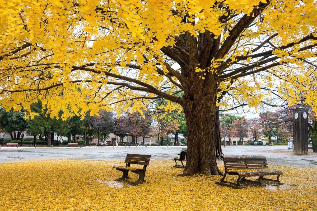 板橋区平和公園