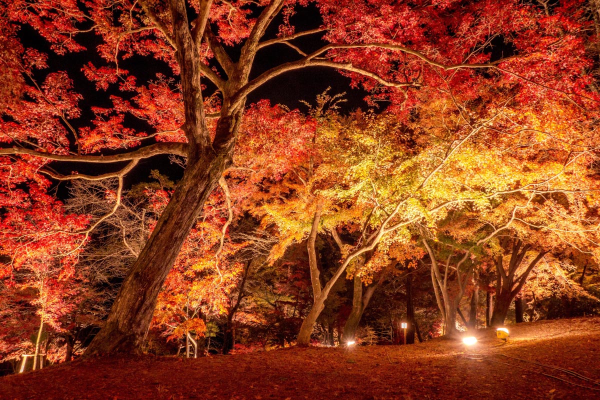 月の石もみじ公園