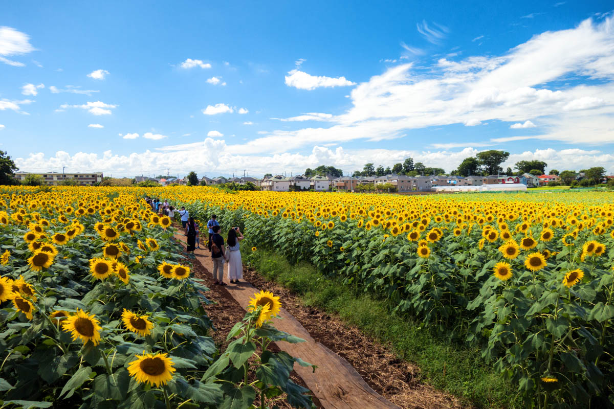 清瀬ひまわりフェスティバル
