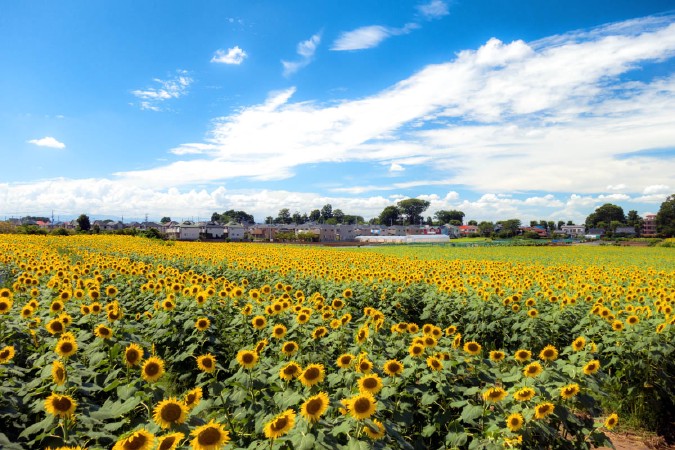 清瀬ひまわりフェスティバル
