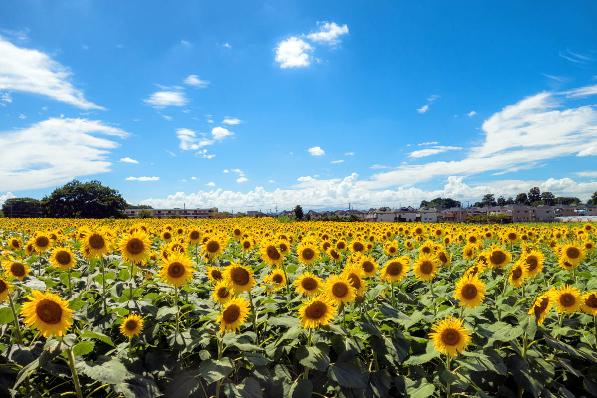 清瀬ひまわりフェスティバル