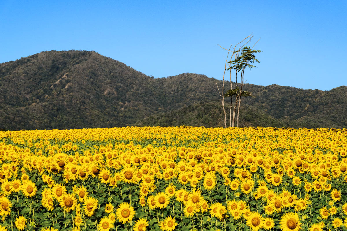 ウィチャーンひまわり畑