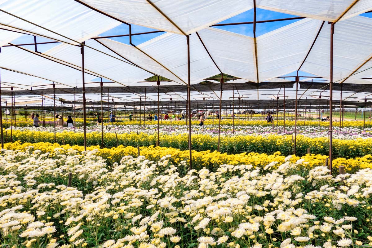 ビッグテー菊園