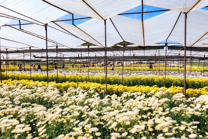 ビッグテー菊園