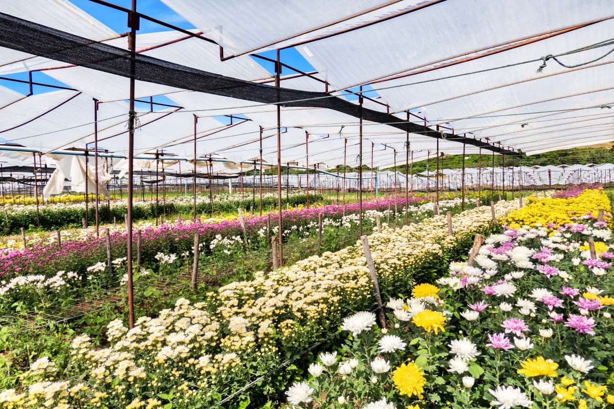 ビッグテー菊園