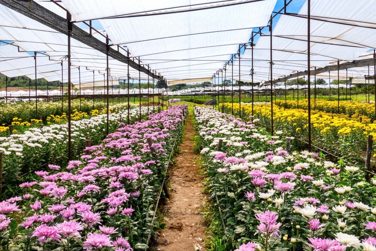 ビッグテー菊園
