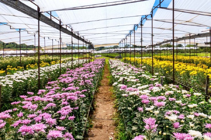 ビッグテー菊園