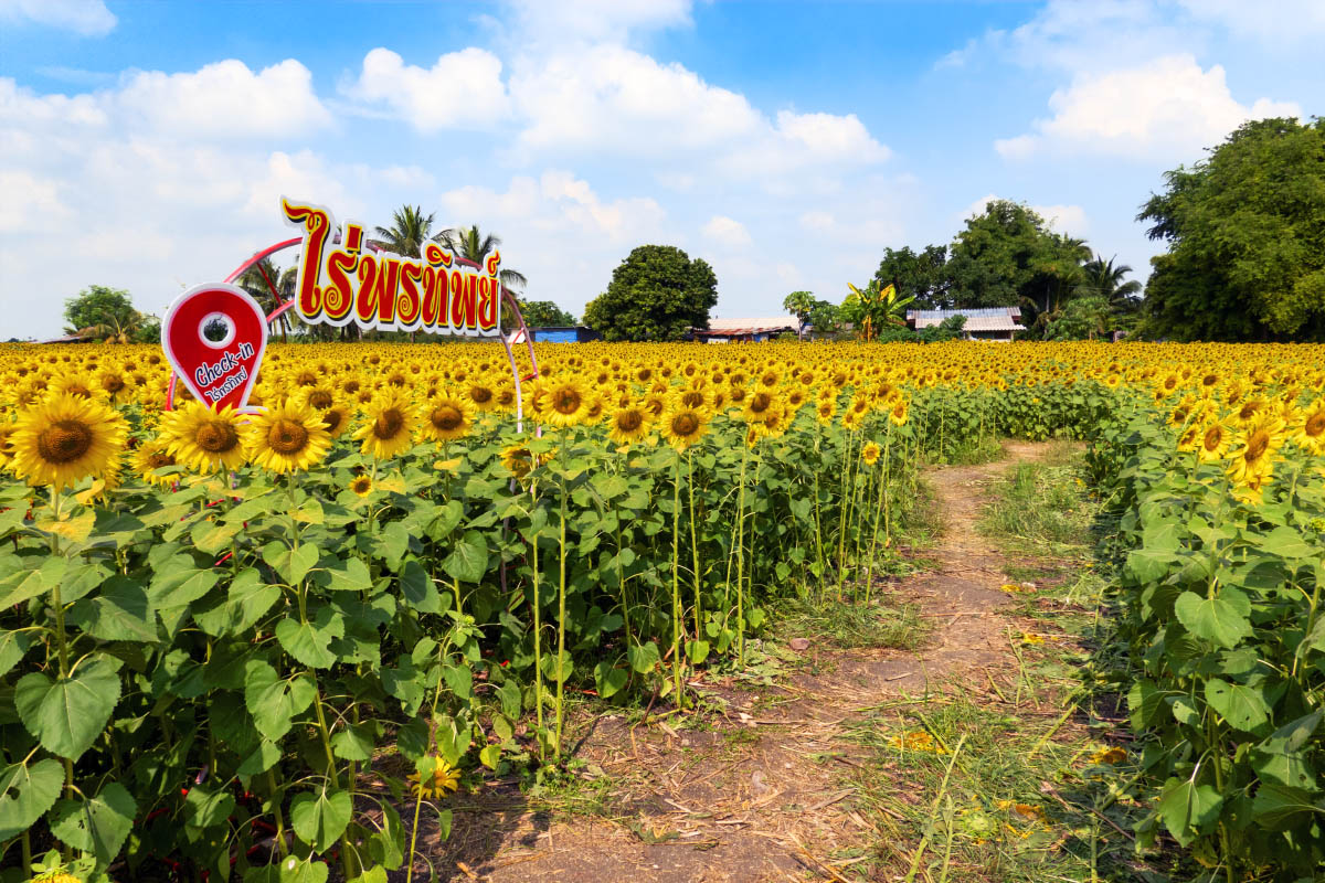 ポーンティップひまわり畑