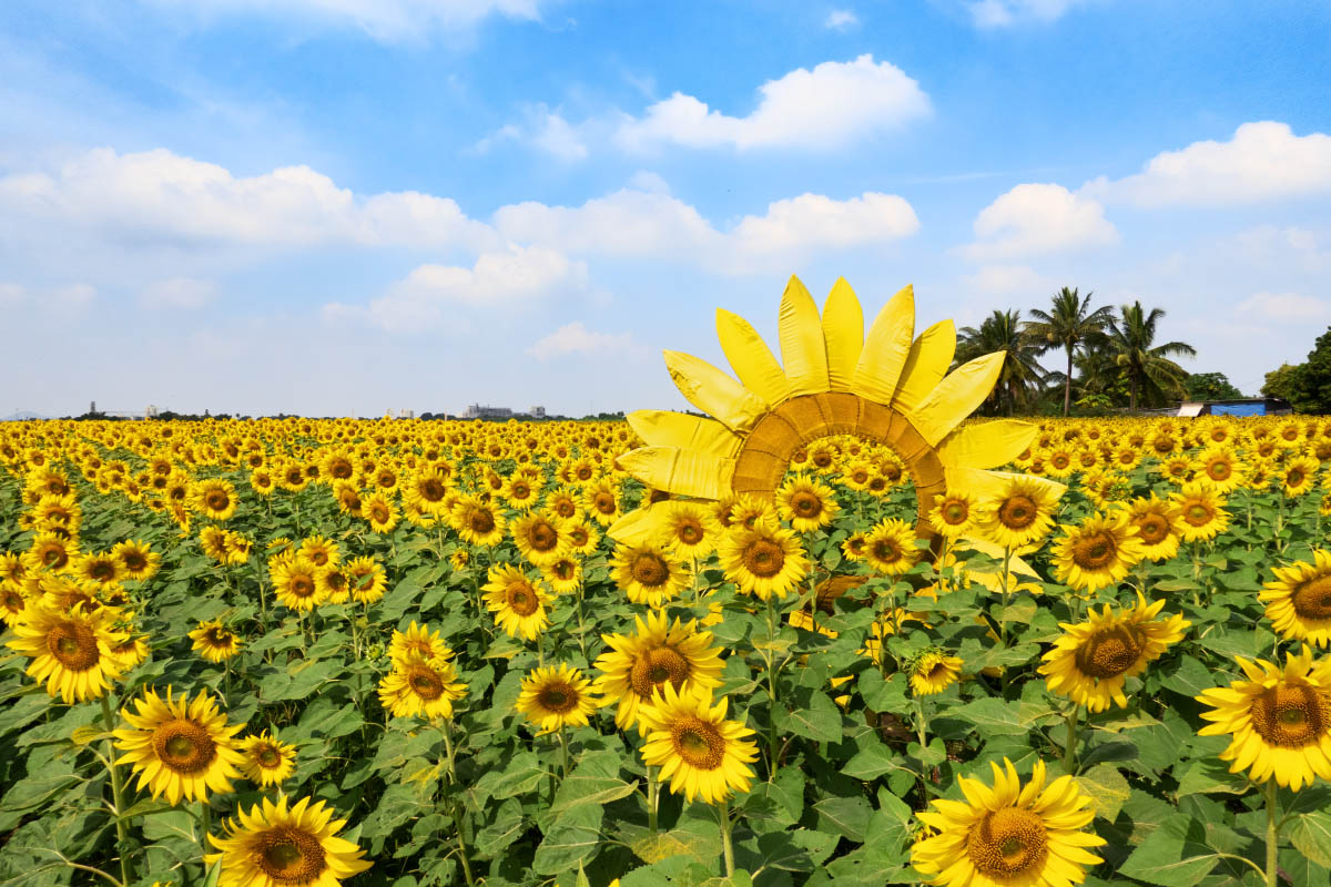 ポーンティップひまわり畑