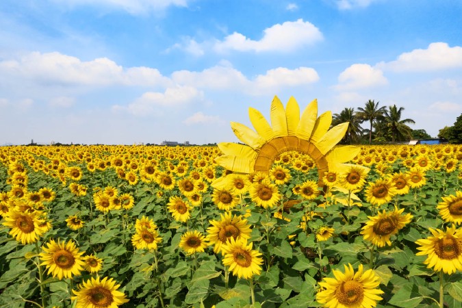 ポーンティップひまわり畑