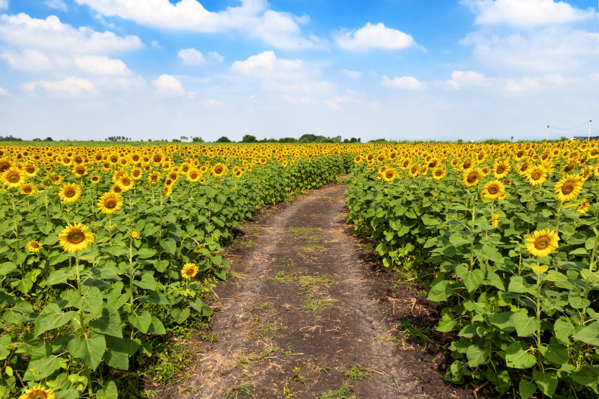 ポーンティップひまわり畑