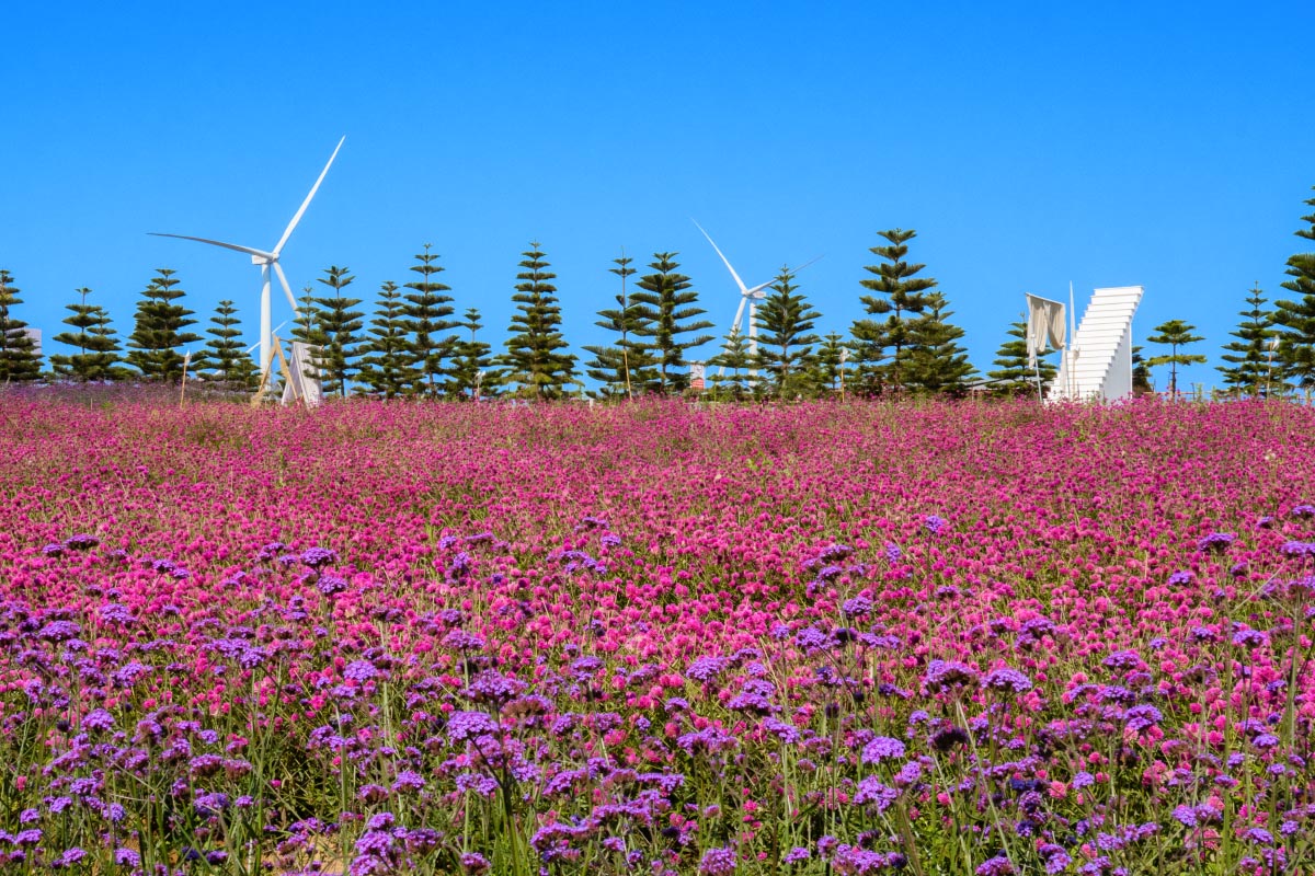 ザ・ウインドミル・アット・カオコー