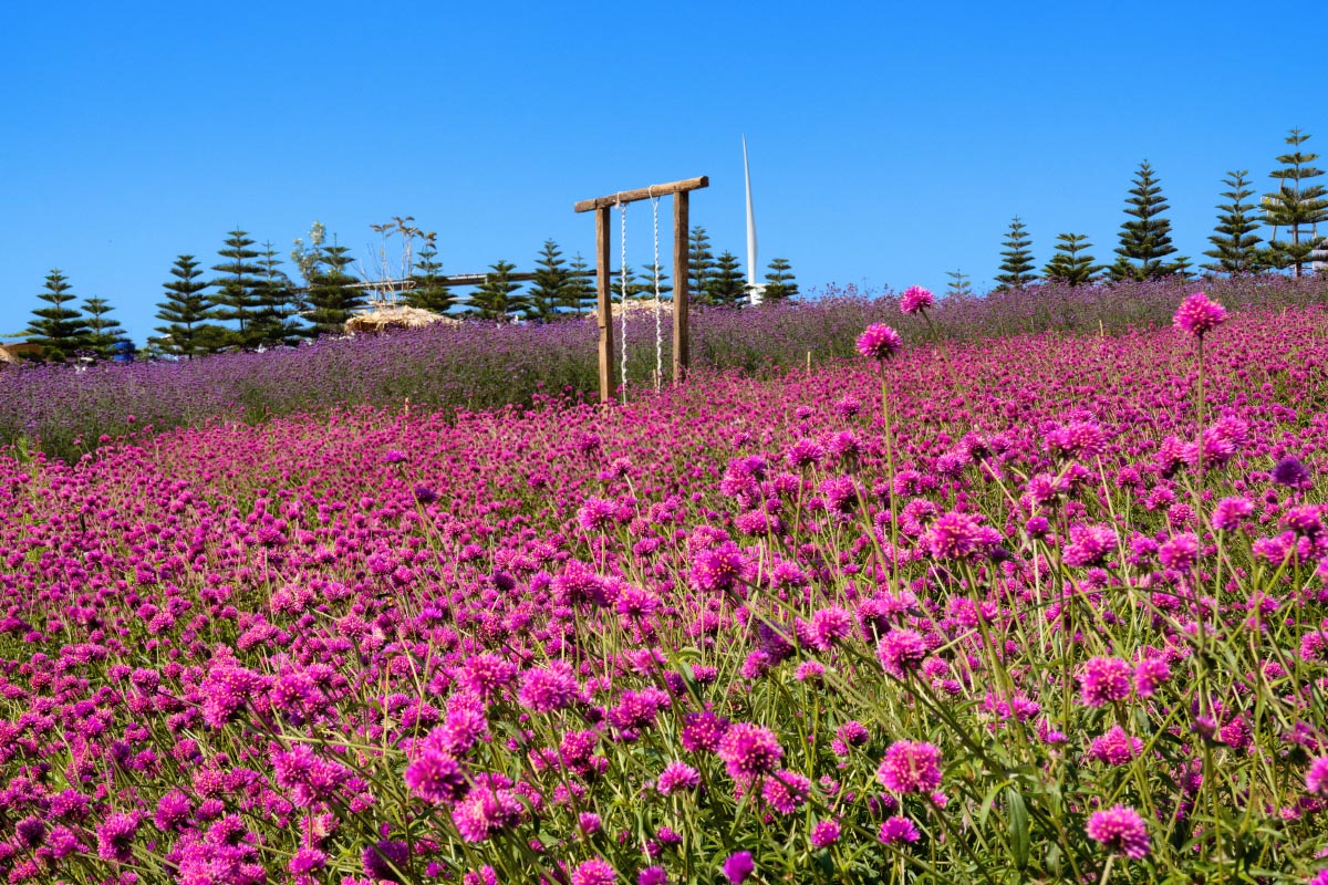ザ・ウインドミル・アット・カオコー