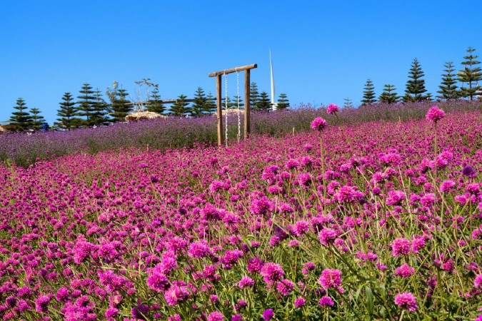 ザ・ウインドミル・アット・カオコー