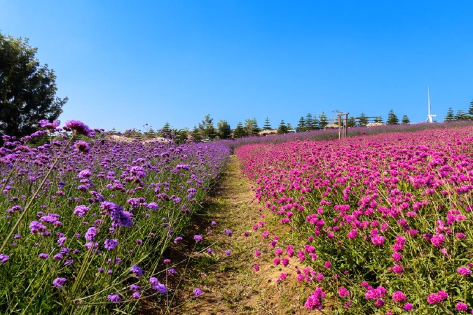 ザ・ウインドミル・アット・カオコー