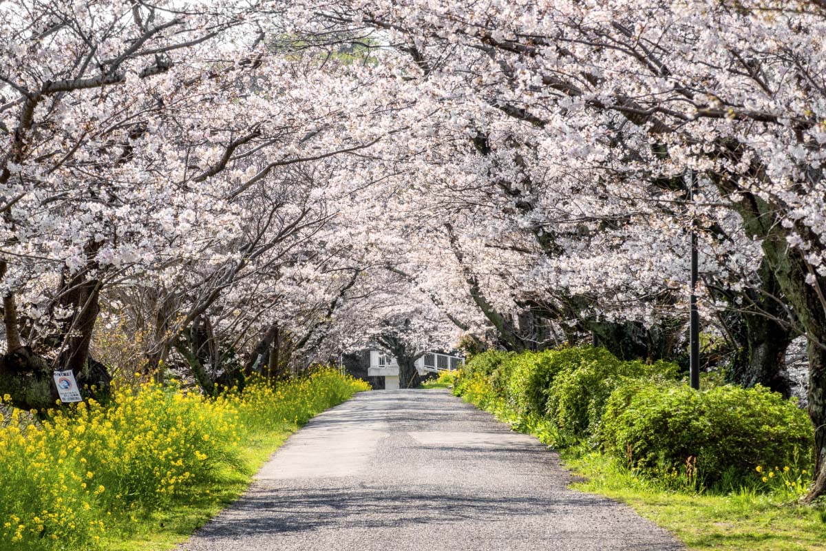 川西の桜トンネル