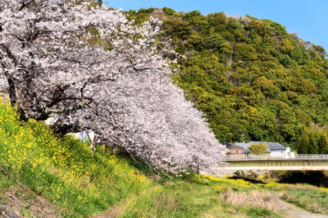 川西の桜トンネル